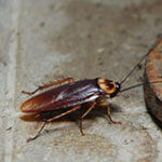 Three Types Of Cockroaches In Colorado -American Cockroach - Best Pest Control Lafeyette