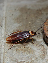 American Cockroach - Best Pest Control Lafeyette