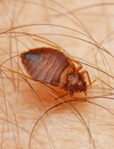 Exterminator for Bed Bugs