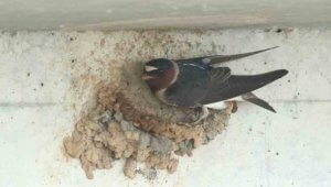 Best Pest Control Loveland