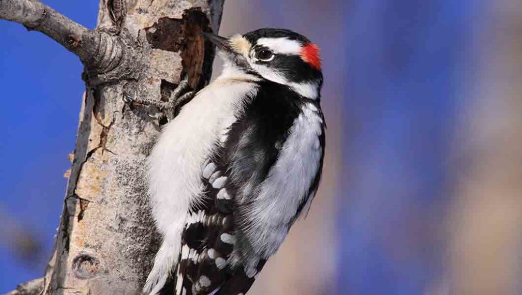 Northern Flickers Causing Damage