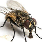 Exterminator Near Me Boulder