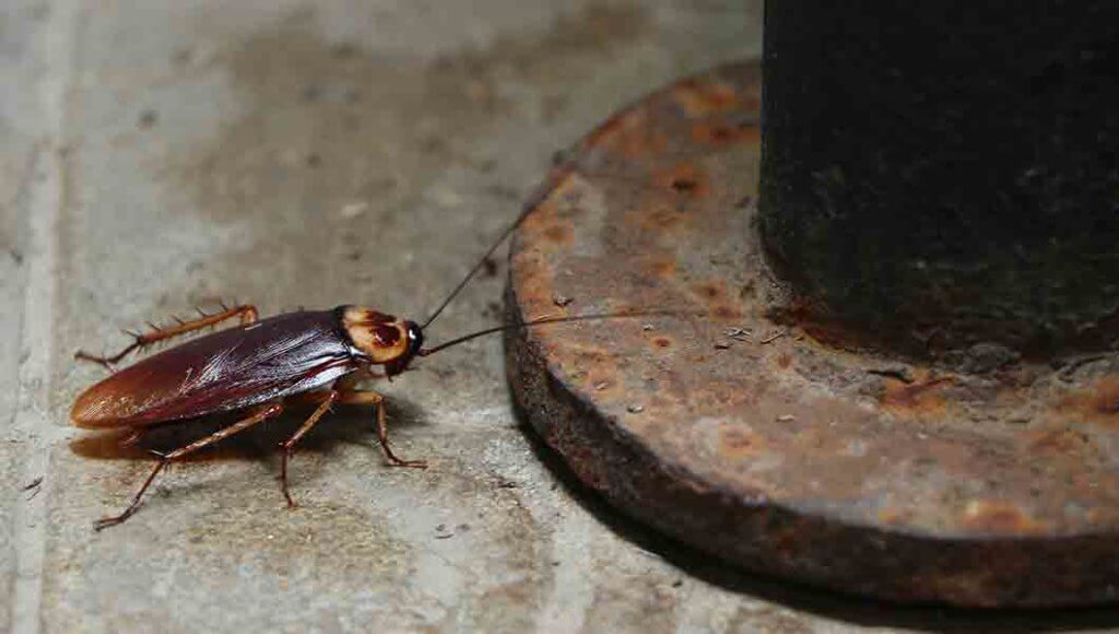 Broomfield Pest Control Near Me - Pest Extermination Near Me