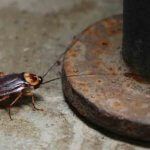 Broomfield Pest Control Near Me - Pest Extermination Near Me
