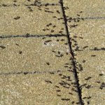 Berthoud Pest Control Near Me