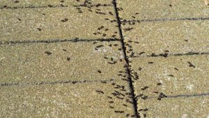 Berthoud Pest Control Near Me