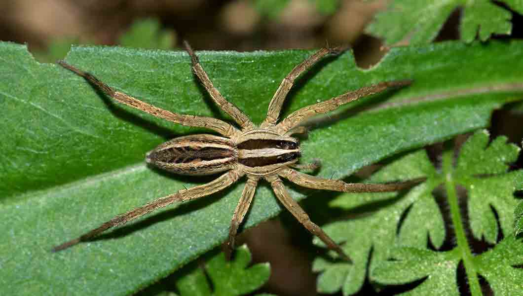 spider control denver