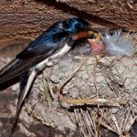 NOCO Pest and WIldlife Control Barn Swallow