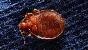 Signs of Bed Bugs