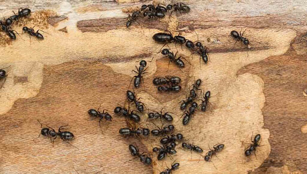 Pest Control Company Frederick CO - - Humane Pest Removal Near Me