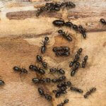 Pest Control Company Frederick CO - - Humane Pest Removal Near Me