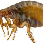 Treatments for Fleas and Ticks Colorado