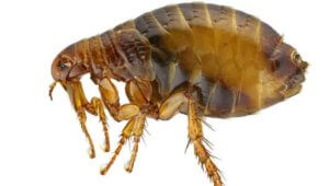 Treatments for Fleas and Ticks Colorado