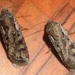 How to Get Rid of Miller Moths