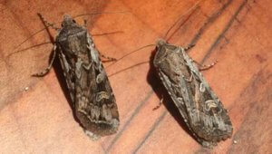 How to Get Rid of Miller Moths