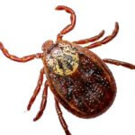 Westminster Pest Control Near Me