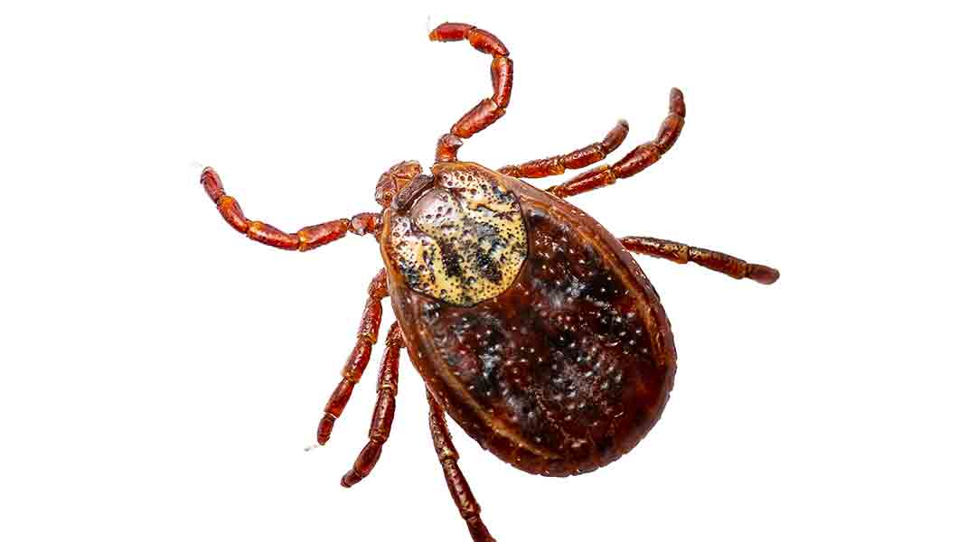 Westminster Pest Control Near Me