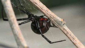 spider control denver