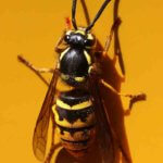 Pest Control Company Frederick CO