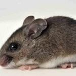 Mouse Exterminator Denver - Best Pest Control Fort Collins