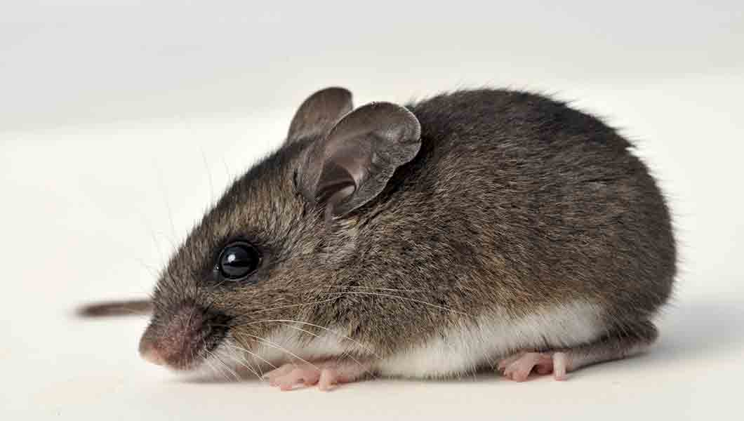 Mouse Exterminator Denver
