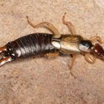 Earwig - Northern Colorado Pest and Wilflife Control
