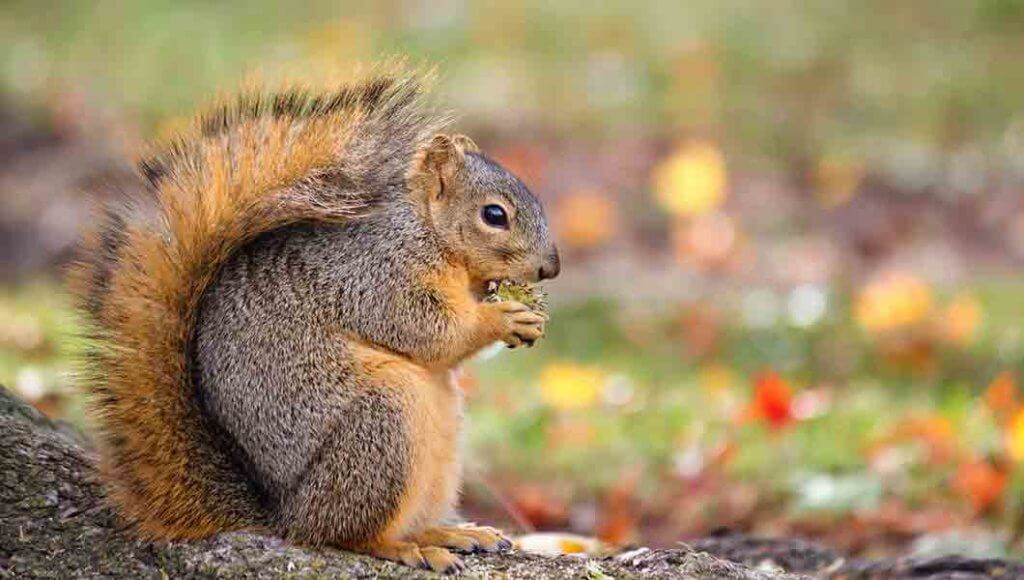 Animal Proof Your Property