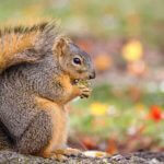 Animal Proof Your Property - How to Remove Squirrels From Attic - Squirrel removal services near me