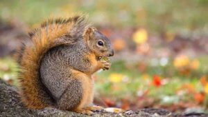 NOCO Pest and Wildlife Control Squirrel