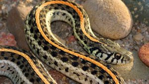 Colorado’s Best Snake Removal Experts