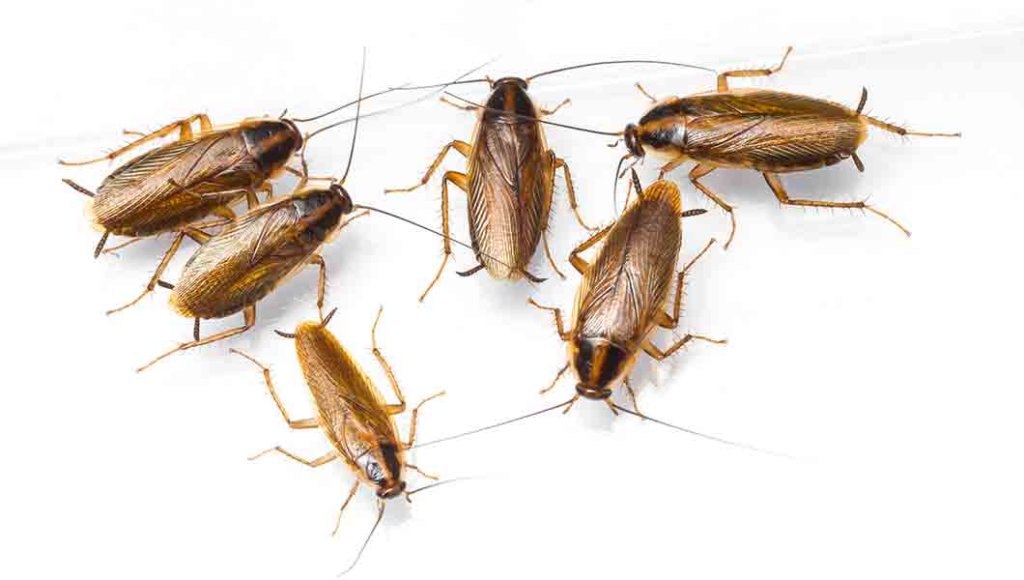 Best Boulder Pest Control