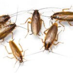 Best Boulder Pest Control
