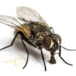 Northern Colorado emergency pest control