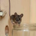 Best Thornton Pest Control - Best Pest Control Fort Collins