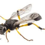 NOCO PEst and Wildlife Control wasps - Greeley Wasp Exterminator