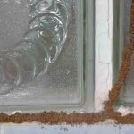 Pest Management Near Me