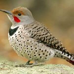 Northern Flickers Causing Damage