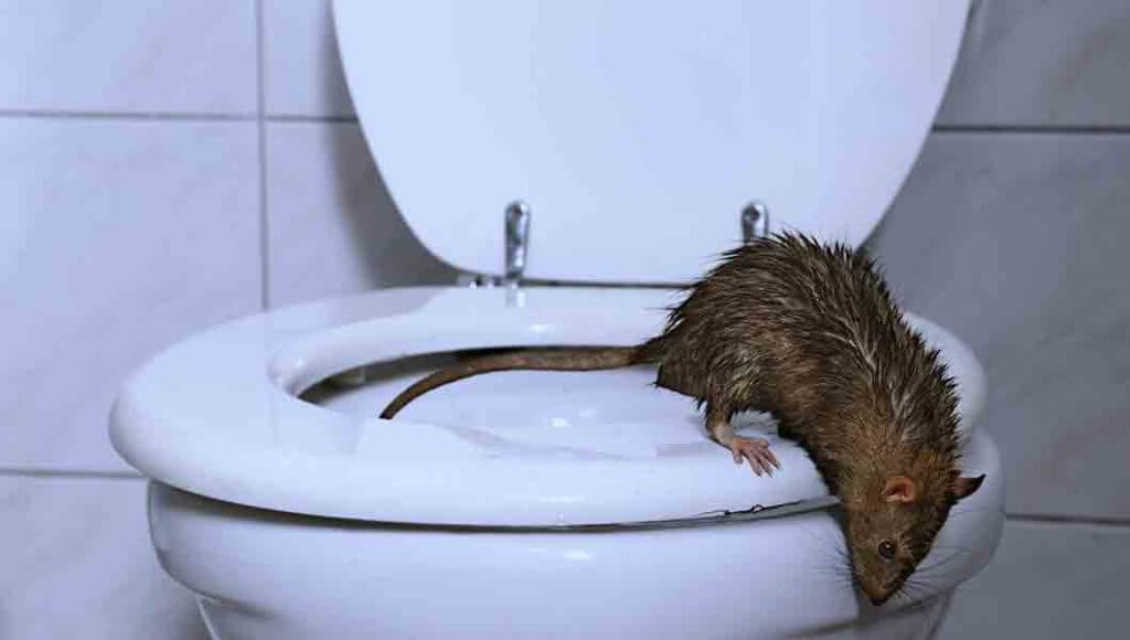 Denver Rat Control