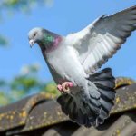 Humane Animal Removal Service Denver