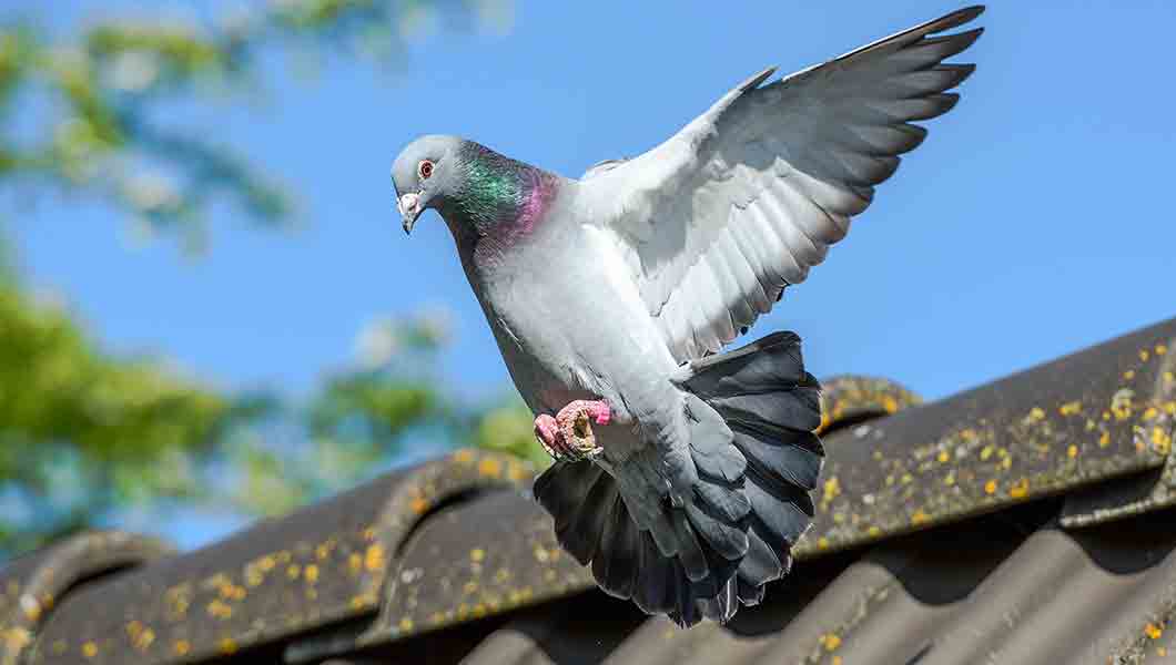 pigeon humane animal removal denver