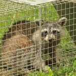 Baby Animal Season Has Arrived in Colorado - Best Pest Control Loveland - Rodent Removal Fort Collins - How to Get Rid of Raccoons