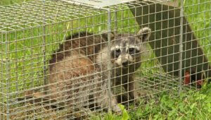 Baby Animal Season Has Arrived in Colorado - Best Pest Control Loveland - Rodent Removal Fort Collins