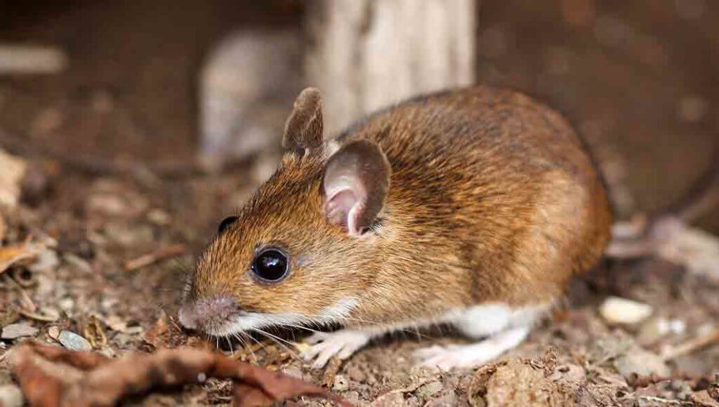 Covid-19 Pest Control