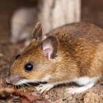Boulder Pest Control Near Me