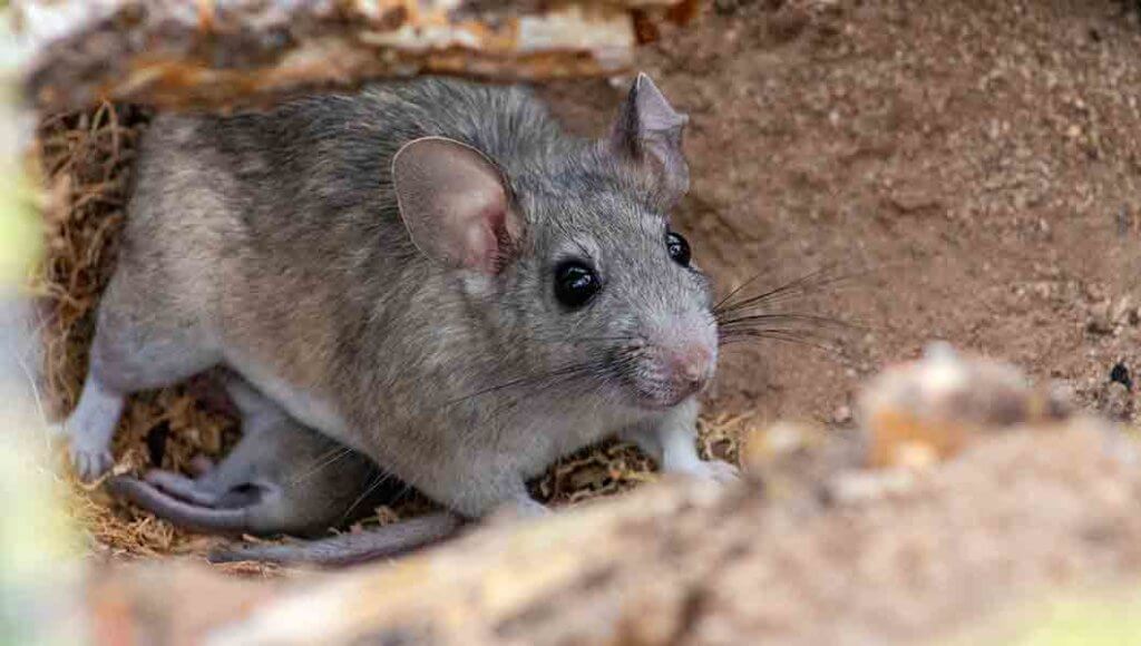 Rodent Removal Denver - Northern Colorado Pest and Wildlife Removal