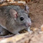 Rat Infestation Coming to Colorado - Best Pest Control Fort Collins - Monthly Pest Control Service - Pack Rats in Colorado