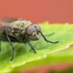 Warm Weather Pests