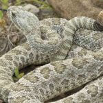 Colorado’s Best Snake Removal Experts