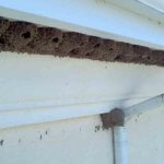 Exterminator near me Firestone