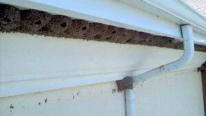 Exterminator near me Firestone